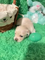 Puppy 4, a male Chihuahua for sale in Kingwood, WV – Photo 3 of 4