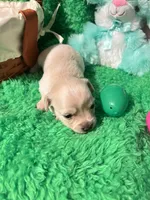 Puppy 4, a male Chihuahua for sale in Kingwood, WV – Photo 4 of 4