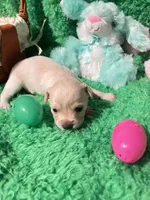 Puppy 4, a male Chihuahua for sale in Kingwood, WV – Photo 2 of 4