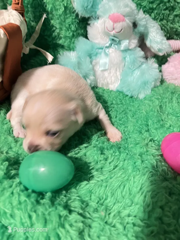 Puppy 4, a male Chihuahua for sale in Kingwood, WV – Photo 1 of 4