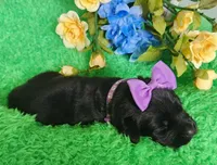 Molly , a female Labrador Retriever for sale in Kingwood, WV – 4 of 4