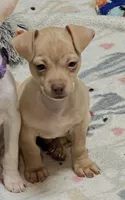 Tator tot, a male Chihuahua for sale in Kingwood, WV – 2 of 10