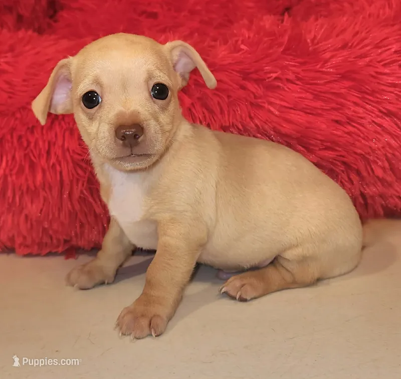 Tator tot – Chihuahua puppy for sale in Kingwood, WV