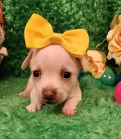 Girl yellow  Ariel , a female Chihuahua for sale in Kingwood, WV – Photo 5 of 5