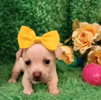 Girl yellow  Ariel , a female Chihuahua for sale in Kingwood, WV – Photo 4 of 5
