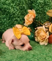 Girl yellow  Ariel , a female Chihuahua for sale in Kingwood, WV – Photo 3 of 5