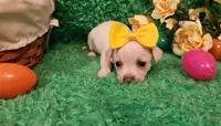 Girl yellow  Ariel , a female Chihuahua for sale in Kingwood, WV – Photo 1 of 5