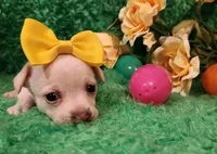 Girl yellow  Ariel , a female Chihuahua for sale in Kingwood, WV – Photo 2 of 5