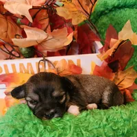Girl 2, a male Chihuahua for sale in Kingwood, WV – 3 of 4