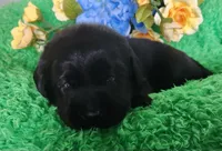 Max, a male Labrador Retriever for sale in Kingwood, WV – 2 of 4