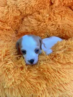 Dolly, a female Dachshund and Chihuahua for sale in Kingwood, WV – 5 of 10