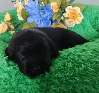 Max, a male Labrador Retriever for sale in Kingwood, WV – 3 of 4