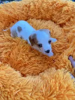 Dolly, a female Dachshund and Chihuahua for sale in Kingwood, WV – 6 of 10