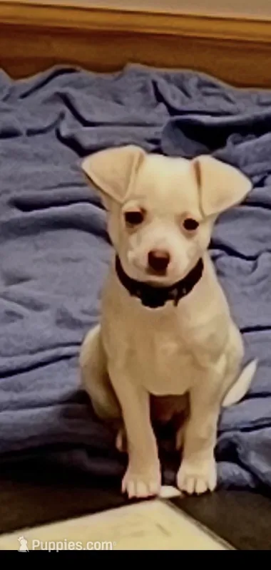 Blue boy – Chihuahua puppy for sale in Kingwood, WV