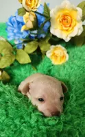 Tator tot, a male Chihuahua for sale in Kingwood, WV – 3 of 4