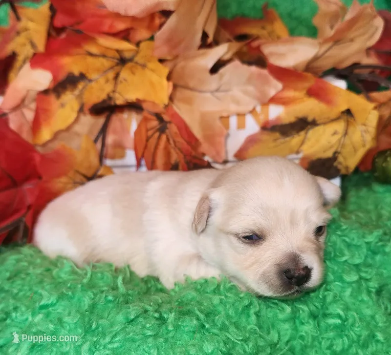 Boy 1 – Chihuahua puppy for sale in Kingwood, WV