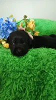 Sofia, a female Labrador Retriever for sale in Kingwood, WV – 5 of 5