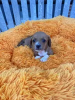 Patsy , a female Dachshund and Chihuahua for sale in Kingwood, WV – 7 of 9