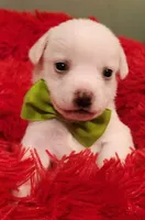 Green boy, a male Chihuahua for sale in Kingwood, WV – 3 of 4