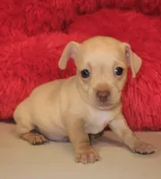 Tator tot, a male Chihuahua for sale in Kingwood, WV – 4 of 9