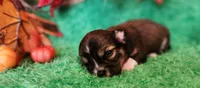 Girl 1, a male Chihuahua for sale in Kingwood, WV – 2 of 4