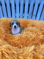 Willie, a male Dachshund and Chihuahua for sale in Kingwood, WV – 2 of 6