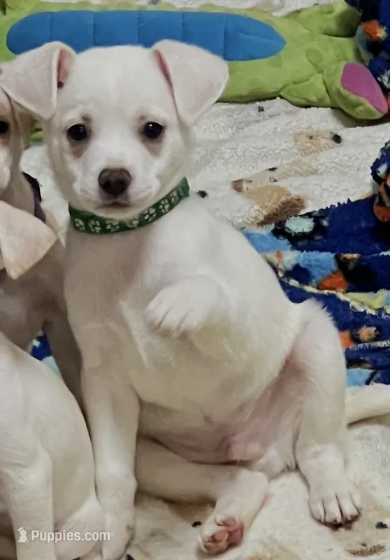 Green boy – Chihuahua puppy for sale in Kingwood, WV