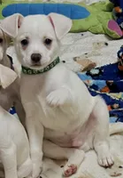 Green boy, a male Chihuahua for sale in Kingwood, WV – 2 of 8