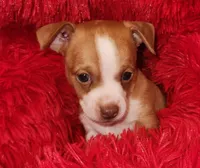 Charlee, a male Chihuahua for sale in Kingwood, WV – 2 of 9