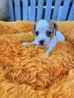 Dolly, a female Dachshund and Chihuahua for sale in Kingwood, WV – 8 of 10