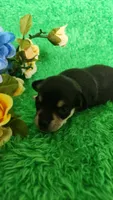 Taco, a male Chihuahua for sale in Kingwood, WV – 2 of 4