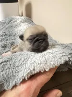 Prince blue boy, a male Pug for sale in Kingwood, WV – Photo 3 of 3