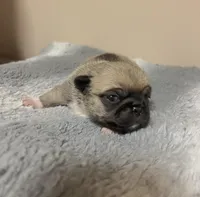 Prince blue boy, a male Pug for sale in Kingwood, WV – Photo 2 of 3