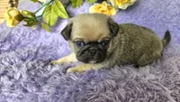 Green boy , a male Pug for sale in Kingwood, WV – Photo 5 of 5