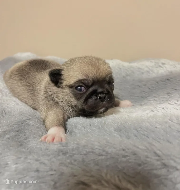 Prince blue boy – Pug puppy for sale in Kingwood, WV