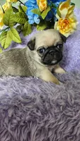 Green boy , a male Pug for sale in Kingwood, WV – Photo 3 of 5