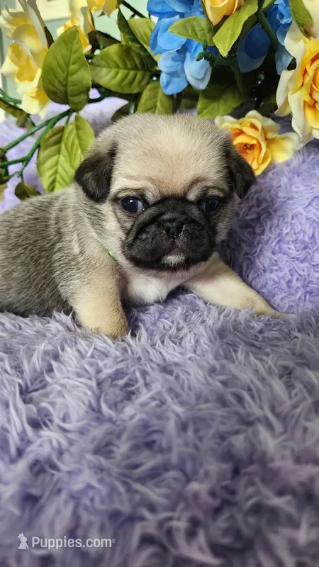 Green boy  – Pug puppy for sale in Kingwood, WV
