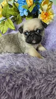 Green boy , a male Pug for sale in Kingwood, WV – Photo 4 of 5
