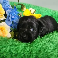 Tessa, a female Labrador Retriever for sale in Kingwood, WV – 5 of 5