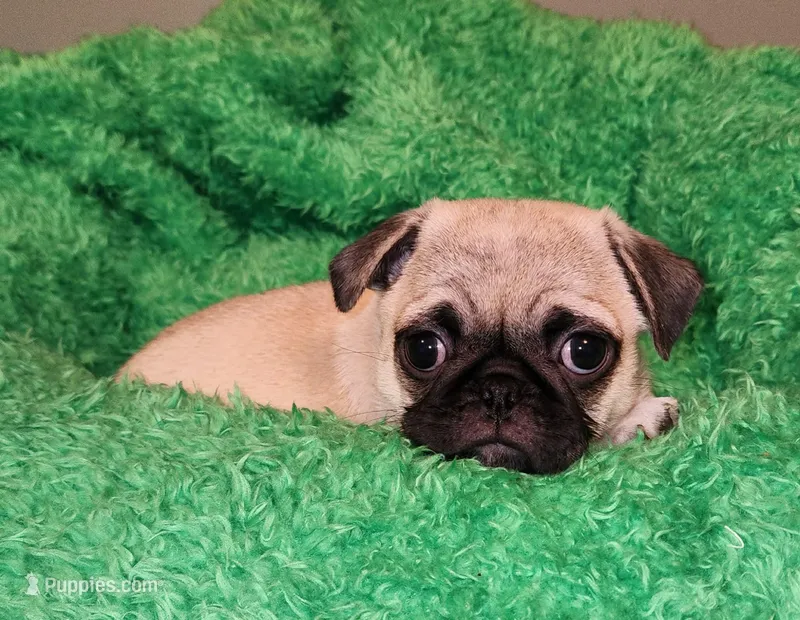 Orange boy  – Pug puppy for sale in Kingwood, WV