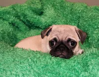 Orange boy , a male Pug for sale in Kingwood, WV – 1 of 4