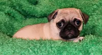 Orange boy , a male Pug for sale in Kingwood, WV – 3 of 4