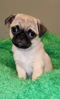 Orange boy , a male Pug for sale in Kingwood, WV – 4 of 4