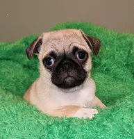 Orange boy , a male Pug for sale in Kingwood, WV – 2 of 4