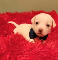 Blue boy, a male Chihuahua for sale in Kingwood, WV – 4 of 4
