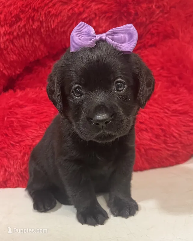 Molly  – Labrador Retriever puppy for sale in Kingwood, WV