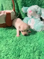 Puppy 2, a male Chihuahua for sale in Kingwood, WV – Photo 4 of 4