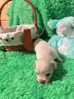 Puppy 2, a male Chihuahua for sale in Kingwood, WV – Photo 2 of 4