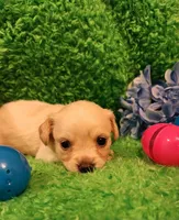 Green boy 2 bandit, a male Chihuahua for sale in Kingwood, WV – Photo 4 of 5