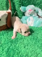 Puppy 2, a male Chihuahua for sale in Kingwood, WV – Photo 3 of 4